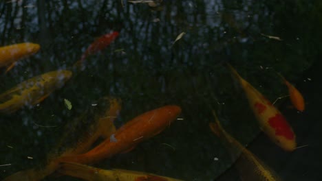 fishing resting beneath soothing water ripples | tropical fish swimming around in pond