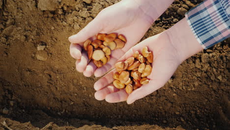 las manos de los granjeros sostienen un puñado de semillas de leguminosas sobre la agricultura orgánica del suelo