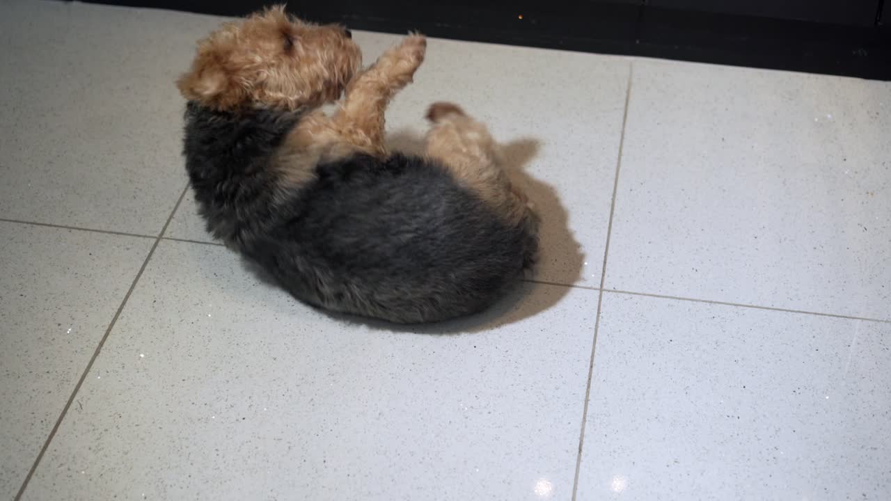 치료를 위해 롤오버를 시도하는 재미있는 테리어 개