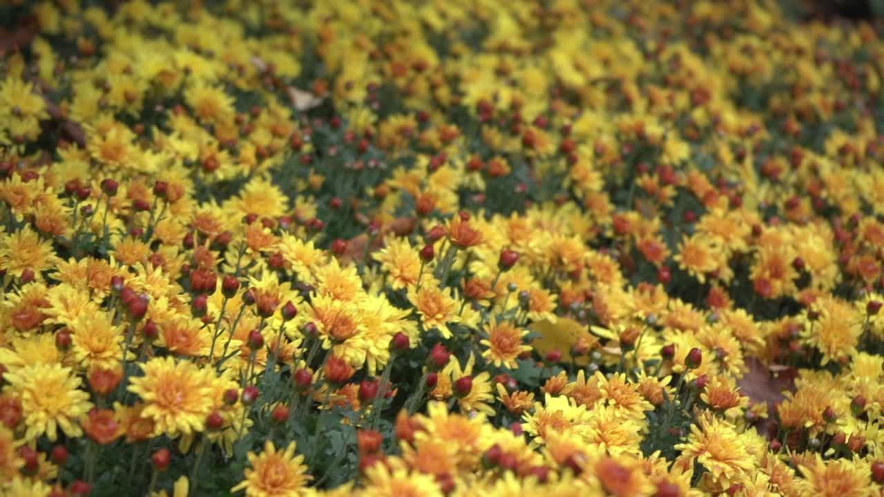계절의 변화에 적응하는 가을의 노란 데이지의 트래킹 샷