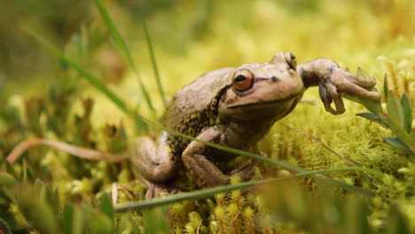 a close up shot of a small cute green frog in grass in india