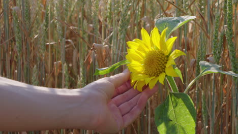 a woman touches a sunflower