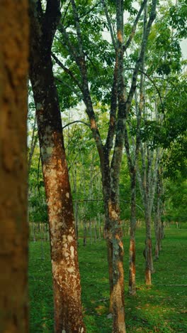 revealing shot of rubber trees plantation at langkawi, malaysia during daytime