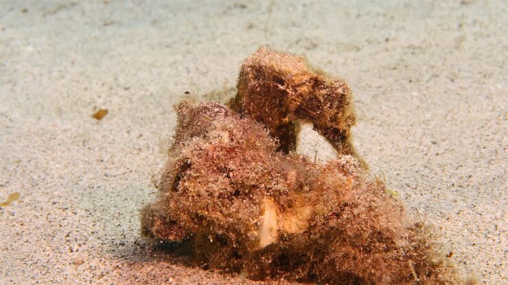 Sea horse in shallow water of coral reef in the Caribbean Sea around Curacao