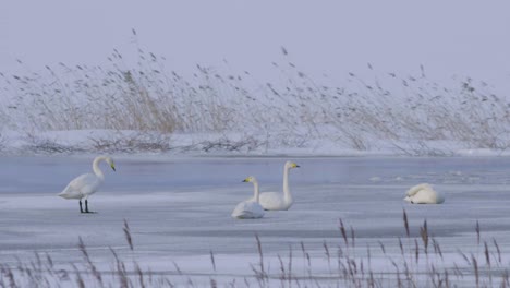 Cisnes-Cantores-Relajándose-Sobre-El-Hielo-Después-Del-Vuelo.