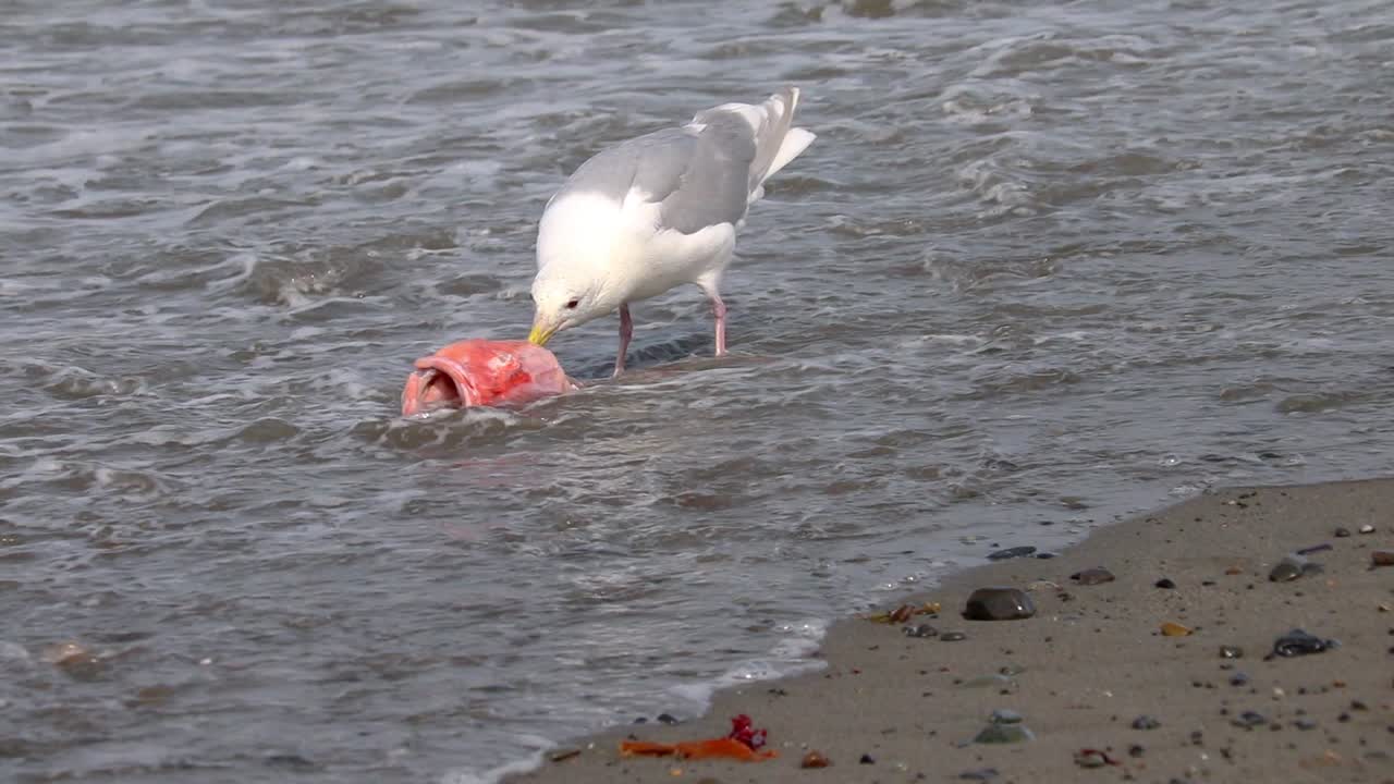 Premium stock video - Glaucous-winged gull wade in the surf to eat ...