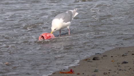 Gaviota-De-Alas-Glaucas-Se-Mete-En-Las-Olas-Para-Comer-Cabeza-De-Pez-De-Ojos-Amarillos-Que-Ha-Llegado-A-La-Playa-En-La-Península-De-Kenai-En-Alaska