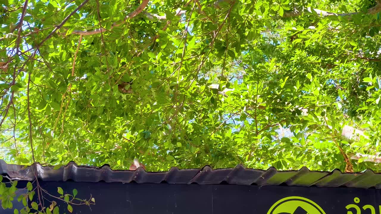 원이가 나무 의 지붕을 가로질러 움직인다