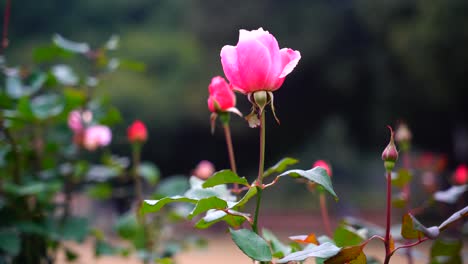 rosas flores que florecen en el jardín-2
