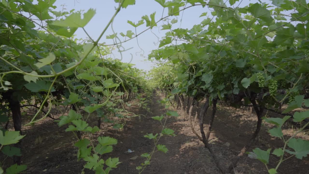 Grape plantation vineyard, Slow motion