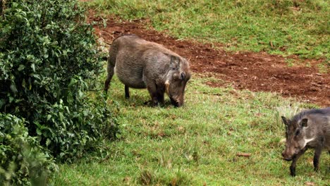 cerdos gigantes que pastan en la sabana del parque nacional de aberdare en kenia, áfrica oriental