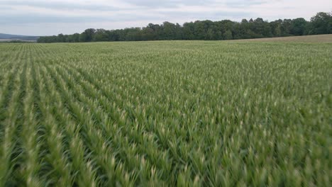 Drohnenflug-Im-Tiefflug-über-Ein-Maisfeld-Zu-Einem-Großen-Wald-In-Deutschland