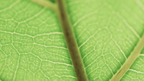 Micro-video-of-close-up-of-green-leaf-with-copy-space