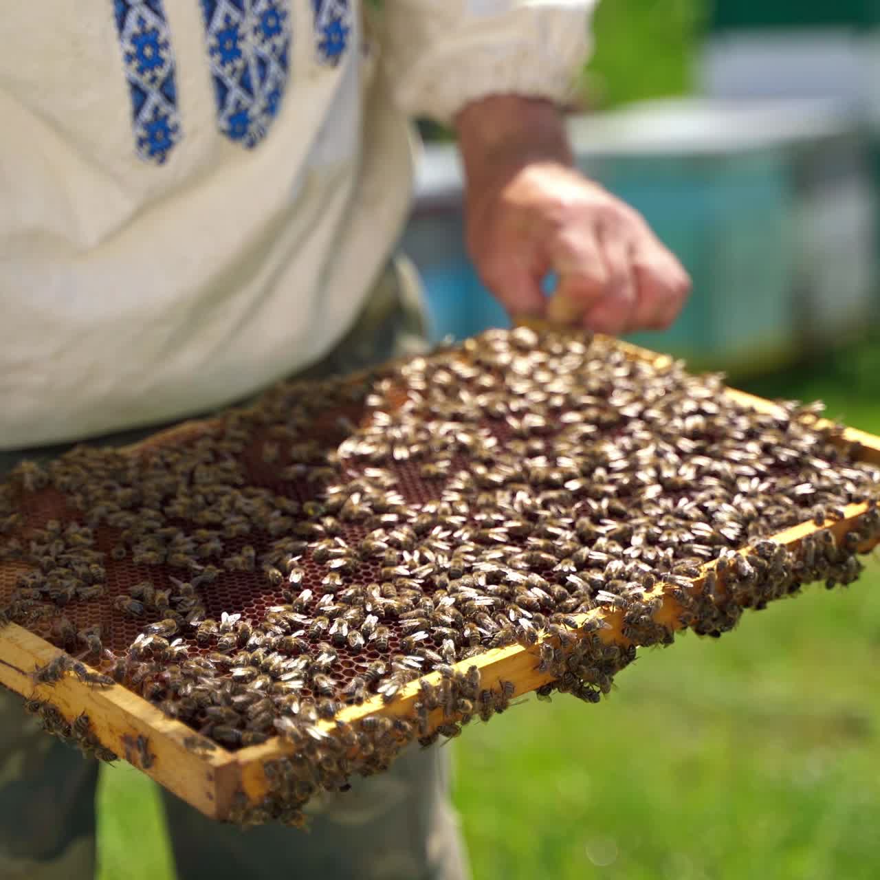 Apiculturist inspects frame with bees. Many insects crawling on a frame. Frame with bees in beekeeper's hands on apiary. Animals collect pure natural product.