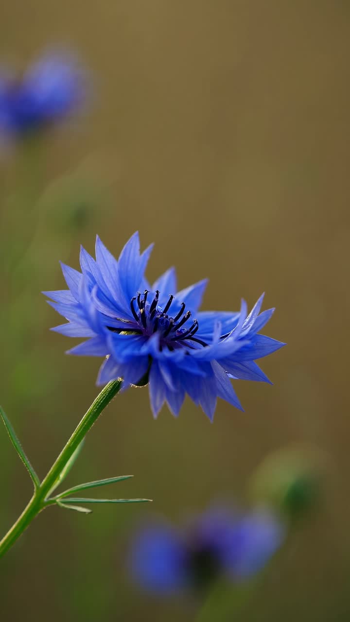 Nærbilde av en blå kornblomst som svaier forsiktig i brisen