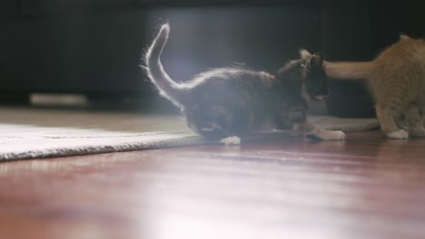 un gatito se lanza contra otro gatito y comienzan a luchar