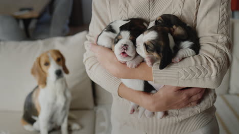 A-woman-holds-several-cute-beagle-puppies-in-her-hands,-their-mother-dog-sits-in-the-background.