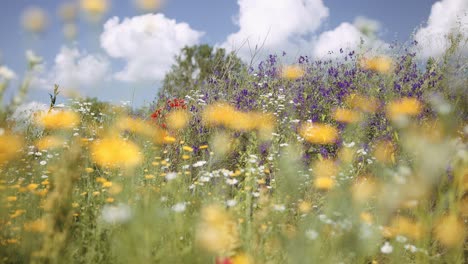 Sommerblumen-Und-Kräuter-Auf-Der-Wiese.