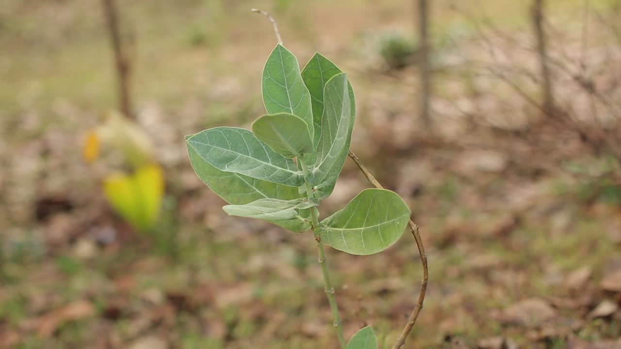 flor de corona planta que crece en la naturaleza