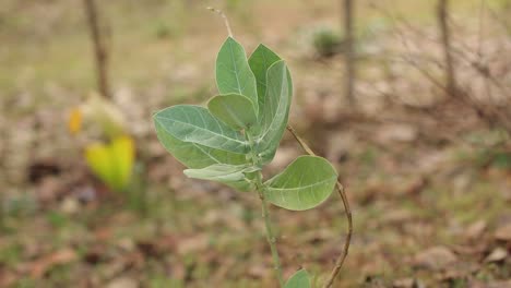 Crown-flower-plant-growing-in-the-wild