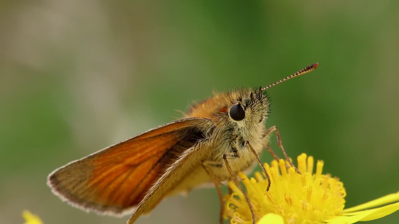 Una farfalla Skipper che riposa su un fiore di Senecio all'inizio dell'estate