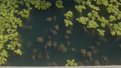 hundreds of red-eared slider turtles inhabit the lake in echo park