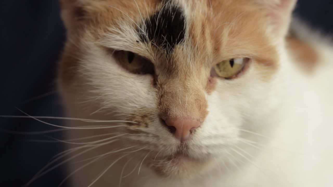 Head shot of calico domestic cat looking into the camera