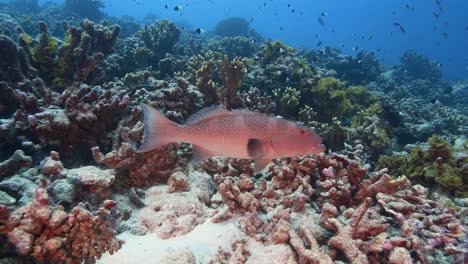 Mero-De-Coral-Manchado-En-Un-Arrecife-De-Coral-Tropical