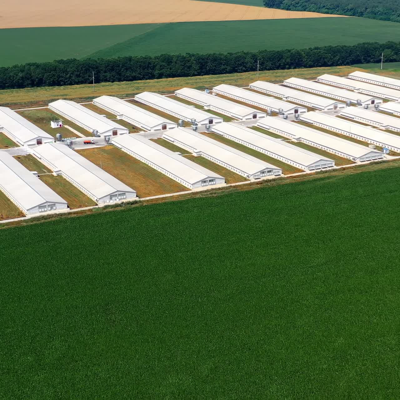 Farm houses in nature. Modern farm with long buildings for agricultural business on green field. Agricultural territory for poultry production. Aerial flight