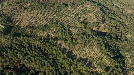 dron: órbita en espiral a gran altitud de un huerto de aguacates