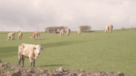 Cows-grazing-in-a-field