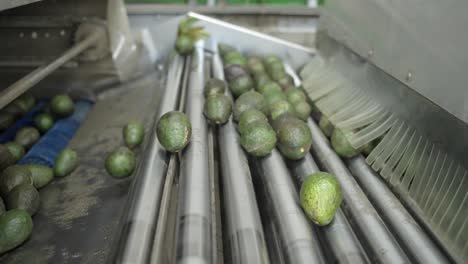 avocado packing house at michoacan mexico