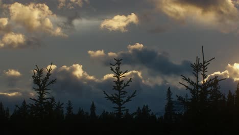 clouds moving across sky with young pine trees time lapse