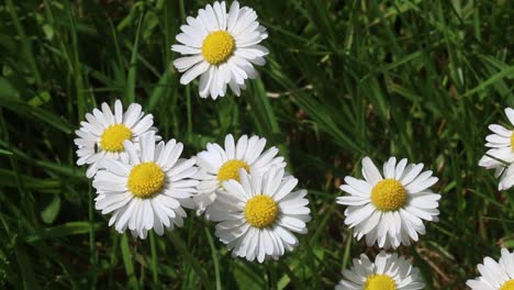 common daisy, bellis perennis. spring. england. uk