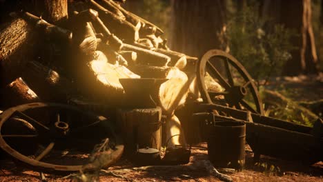 preparation of firewood for the winter in forest at sunset