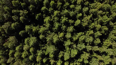 lush green coniferous trees forest plantation drone overhead view