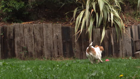 dog chasing a ball in the garden