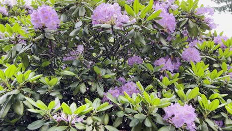 beautiful tree with purple flowers in the garden summer period sunny day beautiful tree with purple flowers in the garden summer period sunny day
