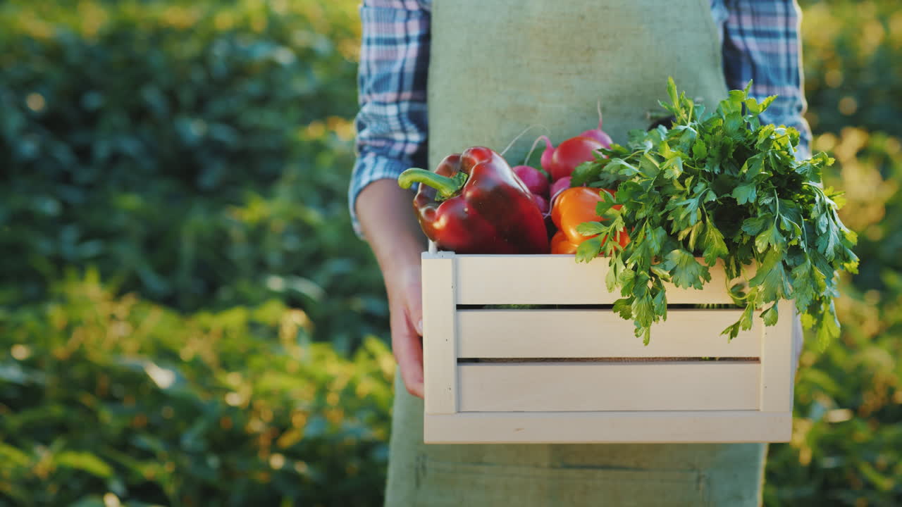 농부는 자신의 밭에서 즙이 많은 신선한 야채 상자를 들고 있습니다.