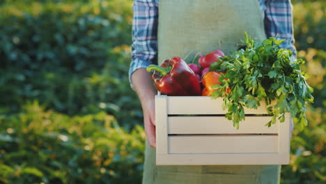 a farmer holds a box of juicy fresh vegetables from his field