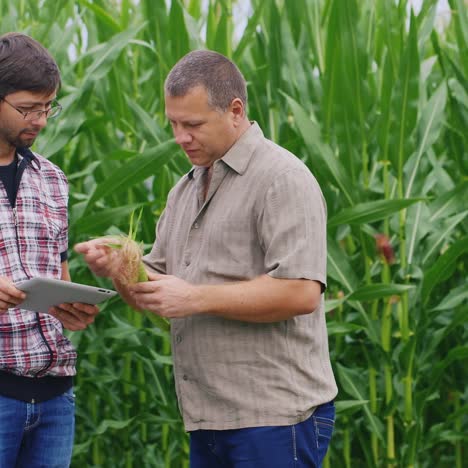 Los-Agricultores-Trabajan-En-Un-Campo-De-Maíz-Verde.