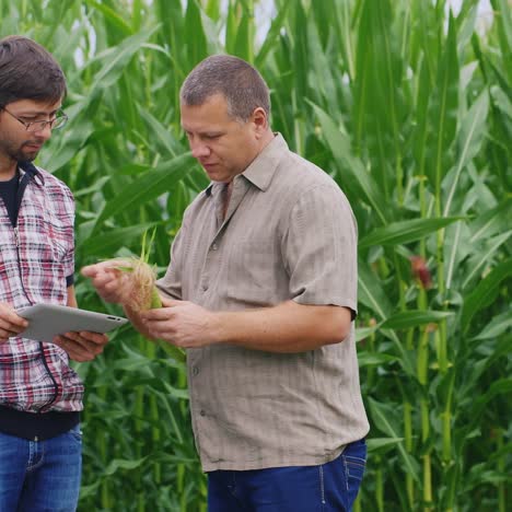 petani bekerja di ladang jagung hijau