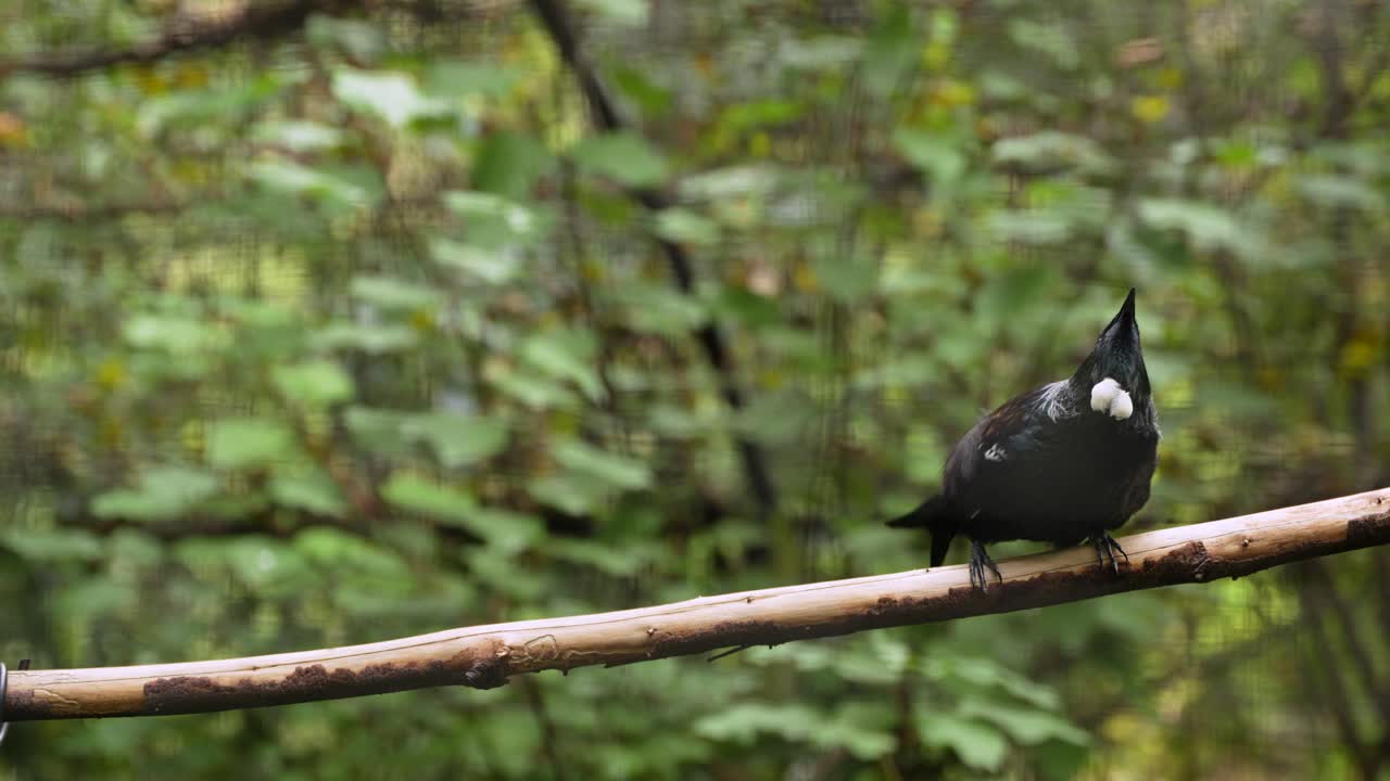 A Tui bird jumping on a branch like dancing, New Zealand