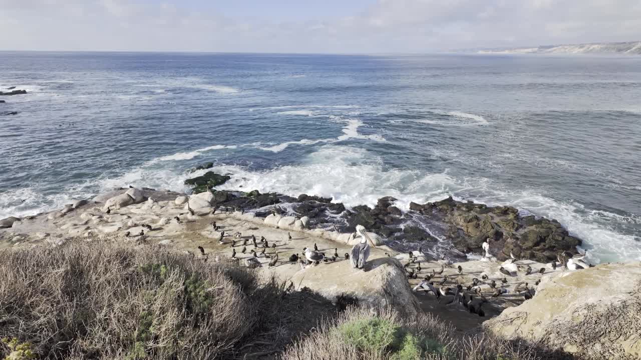 Pelicans on the rocks and flying by on the La Jolla sea shore near San Diego on the Pacific Ocean
