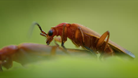 escarabajos soldados rojos comunes apareándose en la hierba