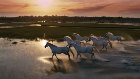 white horses galloping through water at sunset