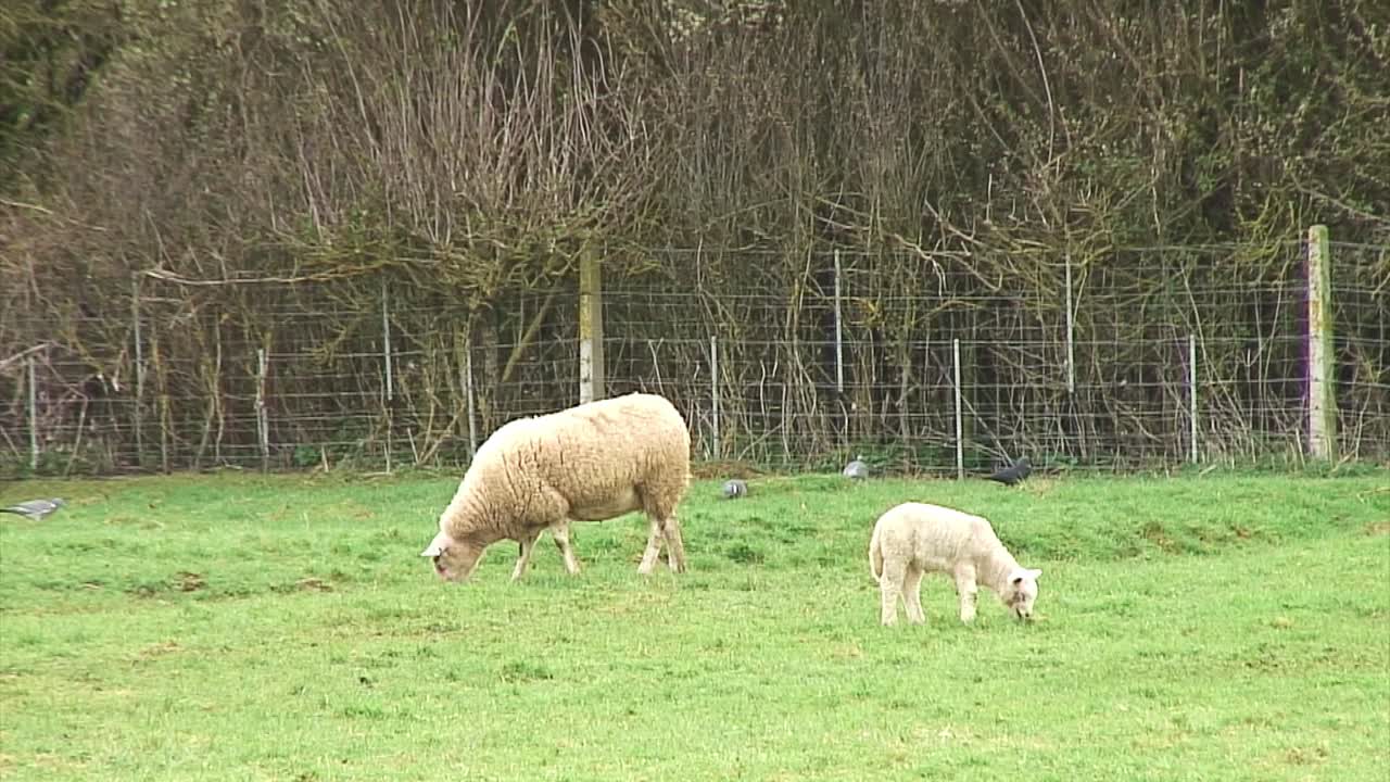 cuervos y palomas alimentándose en el fondo mientras una oveja y un cordero de primavera pastan en un campo en inglaterra