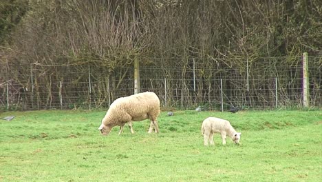 Cuervos-Y-Palomas-Alimentándose-En-El-Fondo-Mientras-Una-Oveja-Y-Un-Cordero-De-Primavera-Pastan-En-Un-Campo-En-Inglaterra