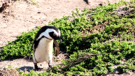 african penguin on the beach