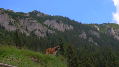 Un-Perro-En-Piatra-Craiului,-País-De-Brasov,-Rumania,-Transilvania-4k